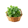 Coriander